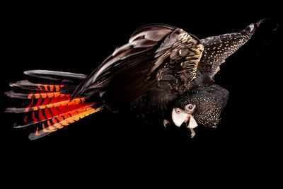 Massart-Studio-Portrait